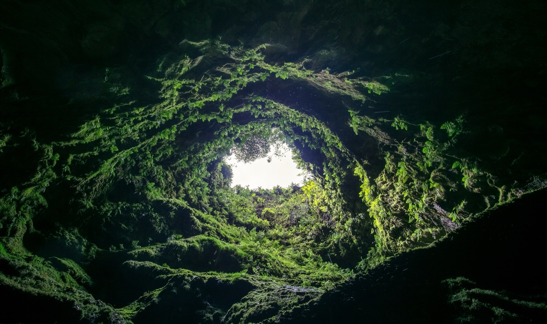 Looking up the vent of Algar do Carvão