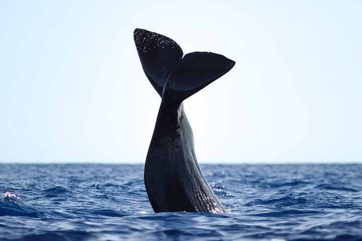 Azores Whale Watching Tour – Ponta Delgada, photo 2 of 19