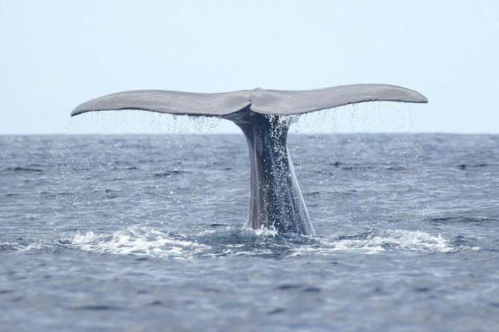 Azores Whale Watching Tour – Ponta Delgada, photo 3 of 19