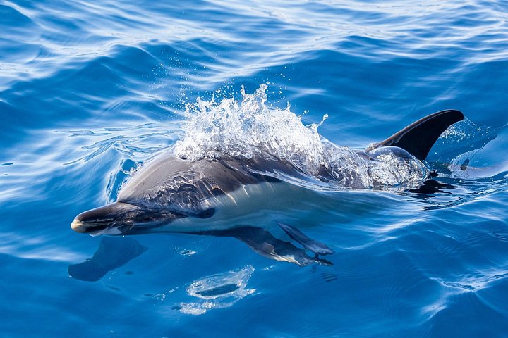 A curious common dolphins peaks through the waves.