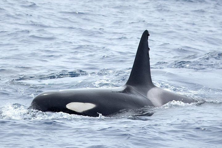 Orca peaking through the waves.