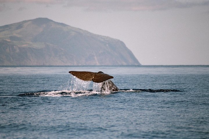 Spermwhale Tail