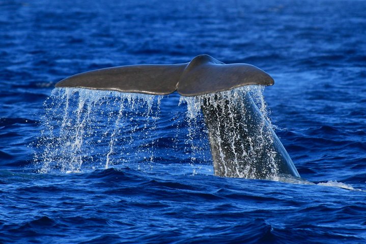Whale tail