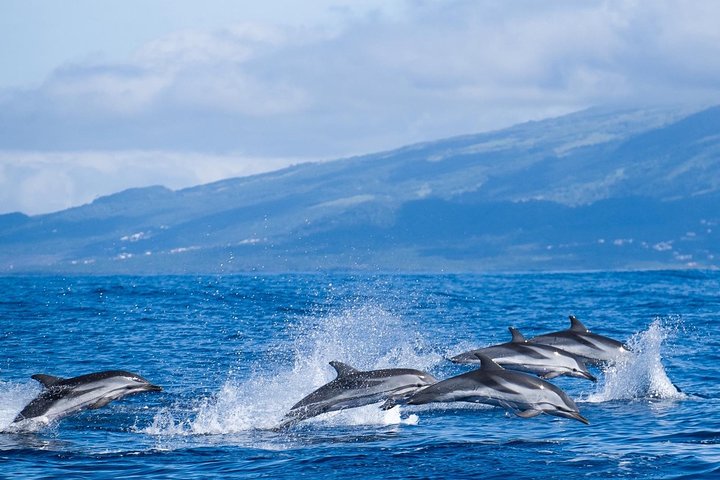 Dolphins