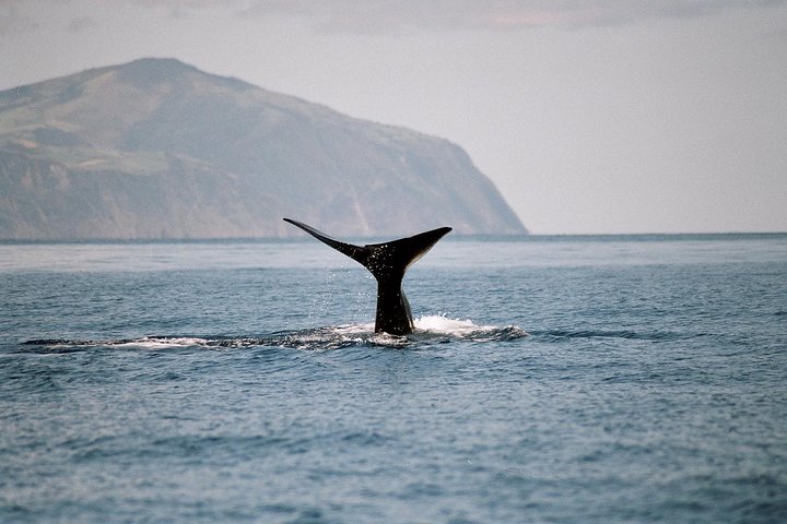 Whale and Dolphin Watching Tour at Terceira Island