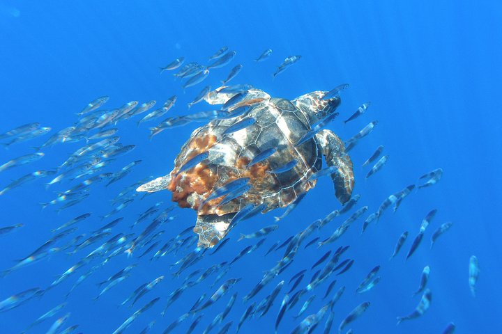 Whale and Dolphin Watching Tour at Terceira Island