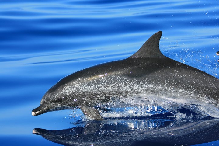 Whale and Dolphin Watching Tour at Terceira Island