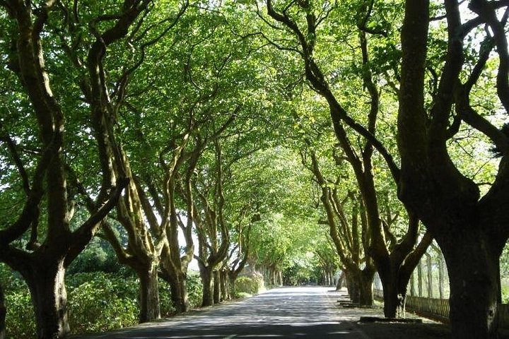 West Coast Van Tour (Half Day) | Terceira Island