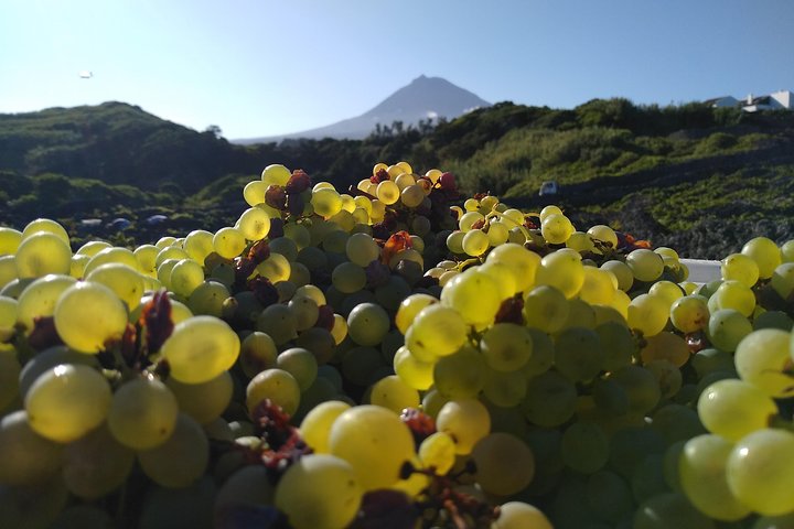 Wine Tour, photo 1 of 11