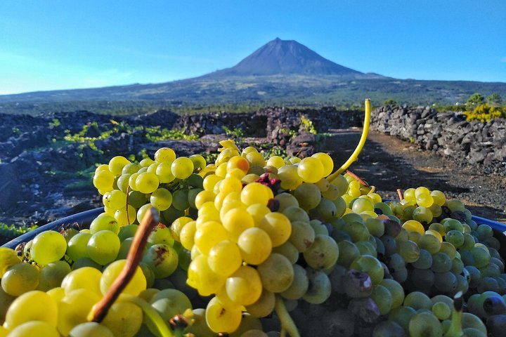 Wine Tour, photo 2 of 11