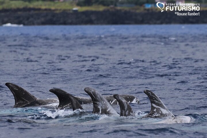 Risso's dolphins