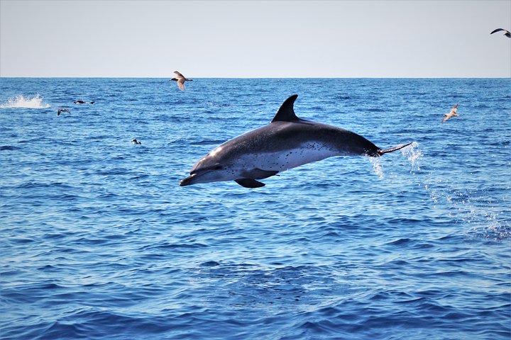 Watching whales and dolphins on Terceira Island, photo 1 of 51