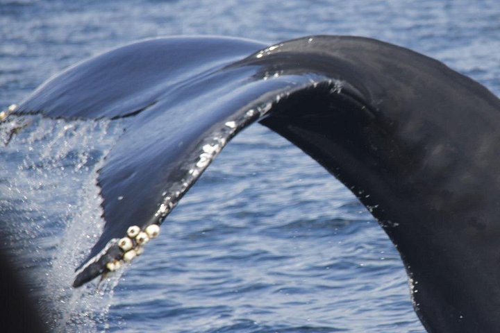 Watching whales and dolphins on Terceira Island, photo 2 of 51