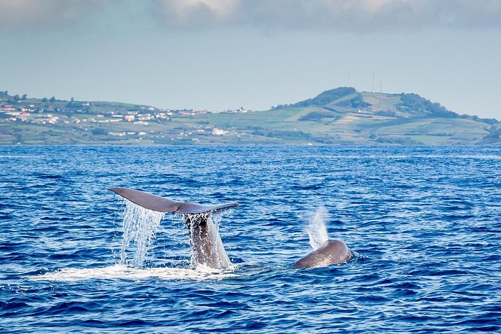 Watching whales and dolphins on Terceira Island, photo 3 of 51
