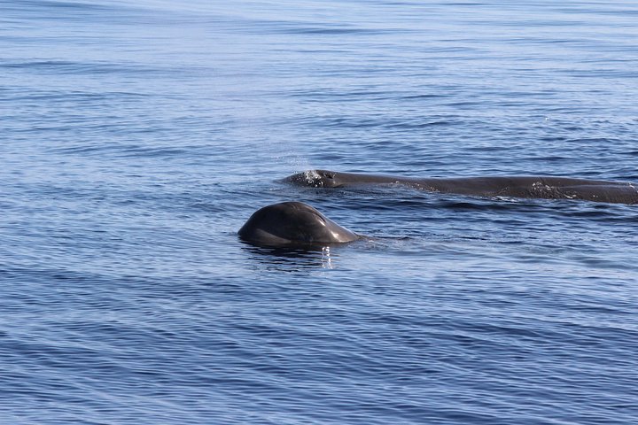 Watching whales and dolphins on Terceira Island