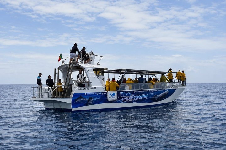 Whale and Dolphin Watching in Pico Island - Half Day, photo 1 of 17