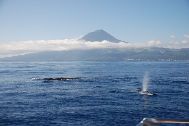 Whale and Dolphin Watching in Pico Island - Half Day, photo 2 of 17