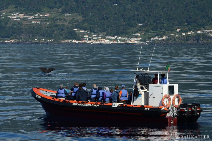 Whale and Dolphin Watching in Pico Island - Half Day, photo 3 of 17