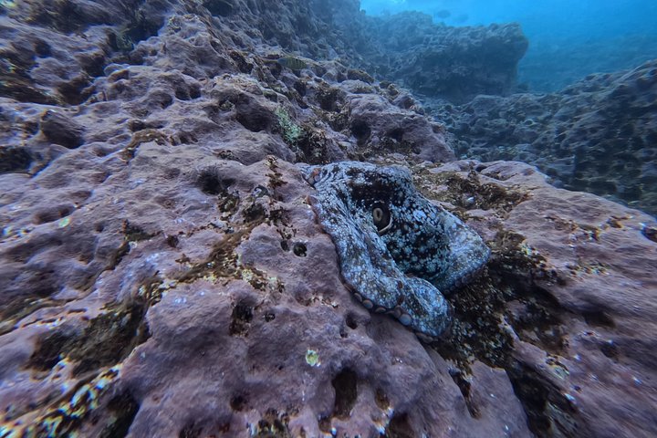 Snorkeling Tour Ilhéu from Vila Franca do Campo, photo 2 of 13
