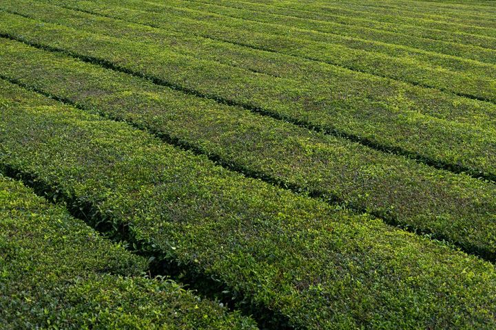 Rows of tea bushes at the Gorreana plantation